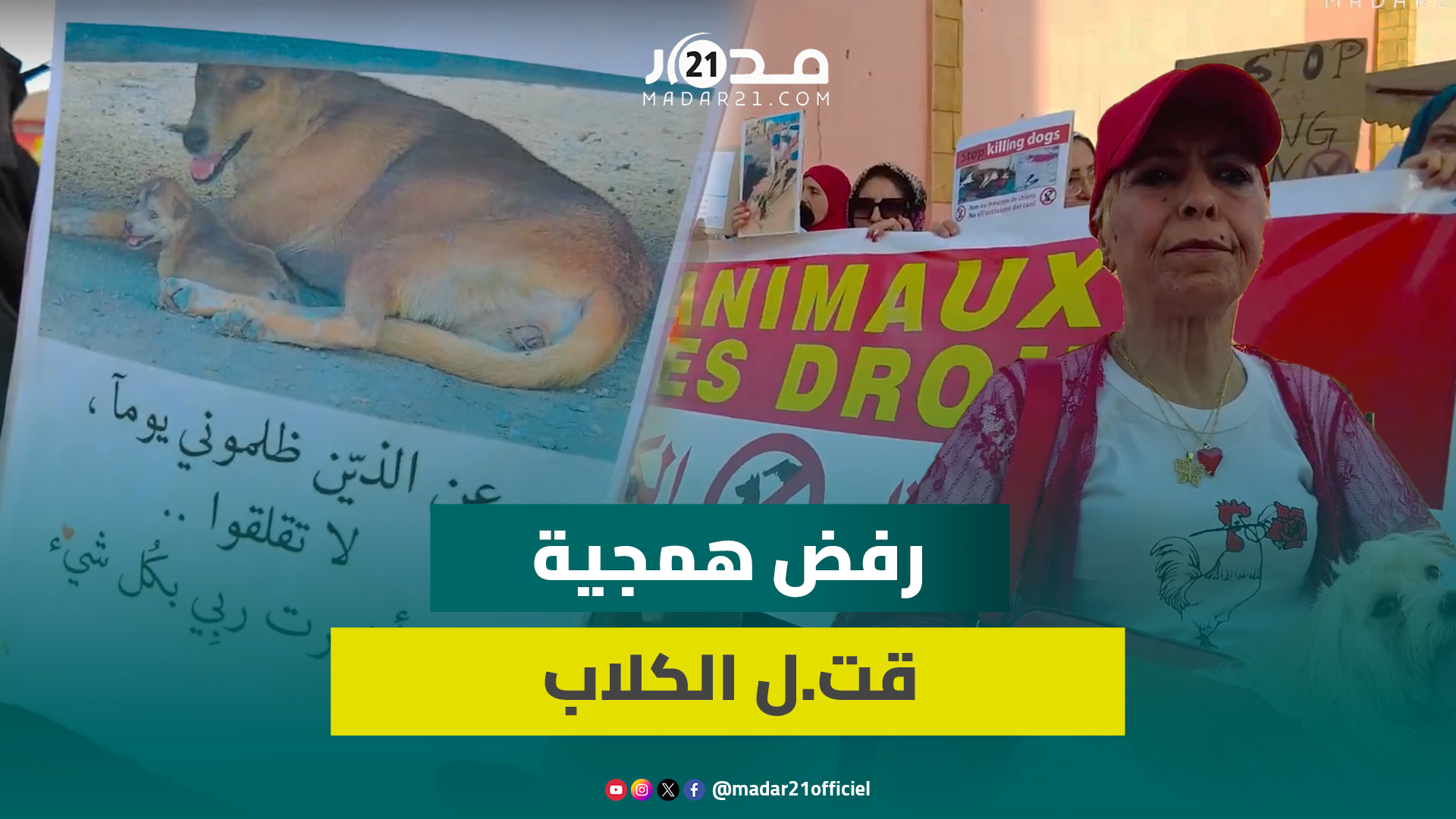 “تصرفات غير إنسانية”.. نساء بني ملال يرفضن القت.ل اله.مجي للكلاب والقطط ويطالبون باعتماد التعقيم