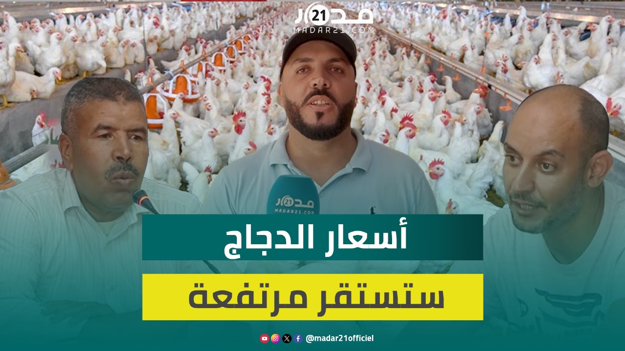 مربو الدجاج بسوس يحملون “فوضى بيع الكتكوت” مسؤولية غلاء لحوم الدواجن: مكرهناش نبيعو بـ10 الدراهم