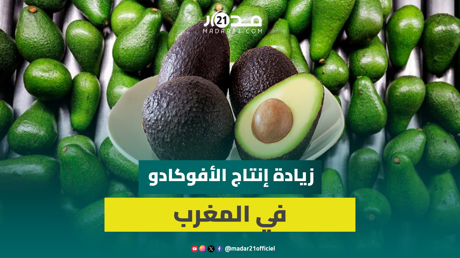 هل تسهم زيادة إنتاج الأفوكادو في المغرب في تفاقم أزمة المياه؟