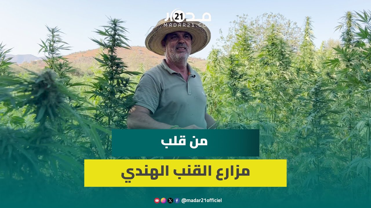 مدار21 في قلب مزارع القنب الهندي.. عفو ملكي يفتح آمال صغار الفلاحين