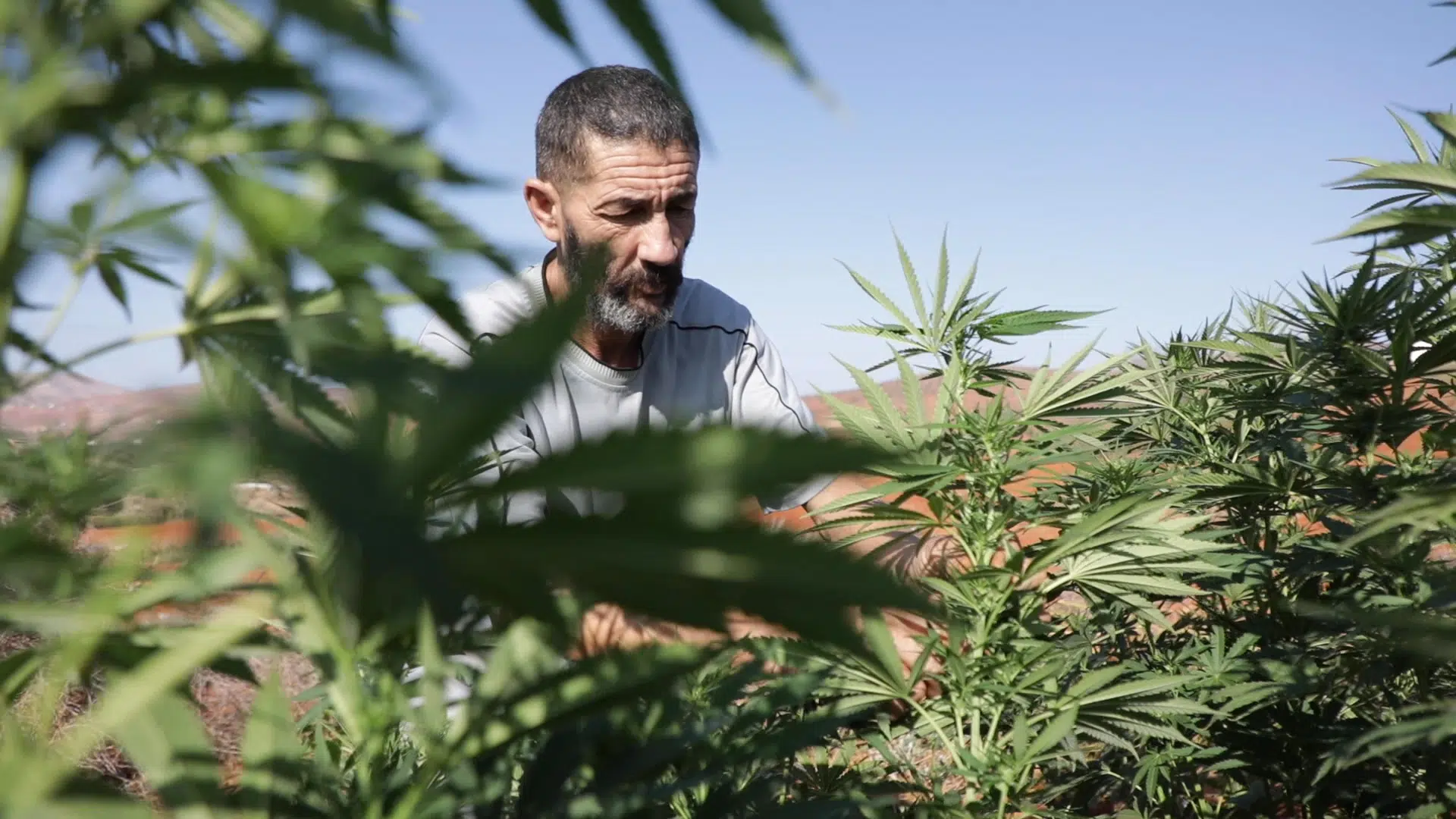 لقاءات تحضيرية ومواعيد نهائية تضبط موسم القنب الهندي المُقنَّن بالمغرب