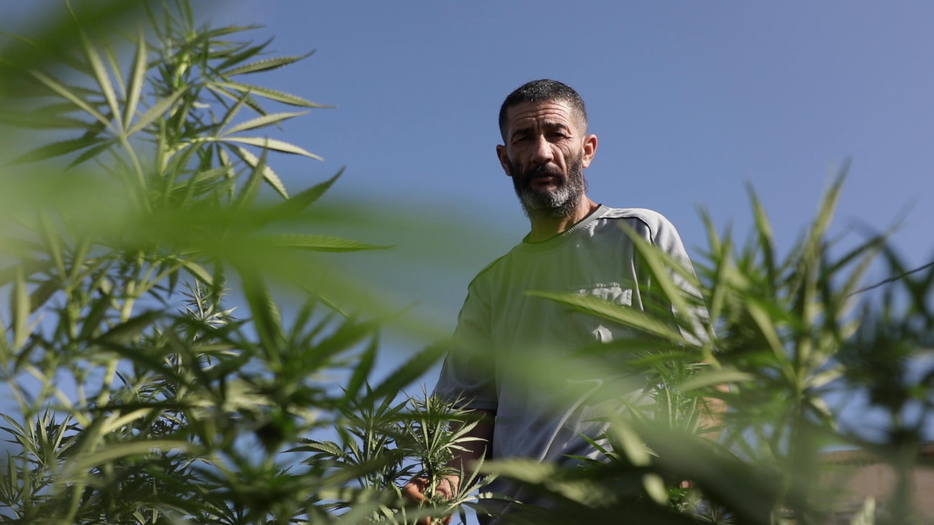 “نهاية كابوس”.. مدار21 في قلب مزارع القنب الهندي بعد عفو ملكي عن صغار الفلاحين