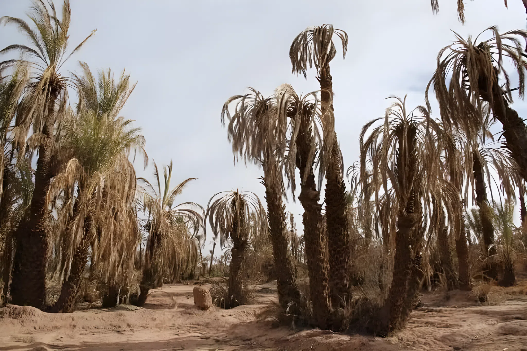 شبح الجفاف يدفع هيئة مدنية للمطالبة بإعلان زاكورة “منطقة منكوبة”