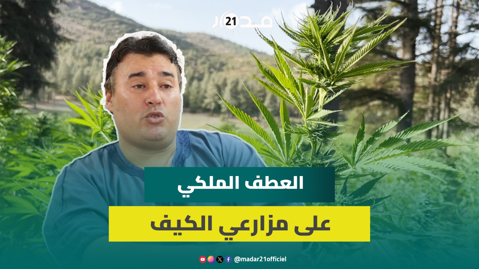 شيبة: العطف الملكي على مزارعي الكيف ستعطي ثقة للفلاحين للانخراط بمشروع تقنين القنب الهندي