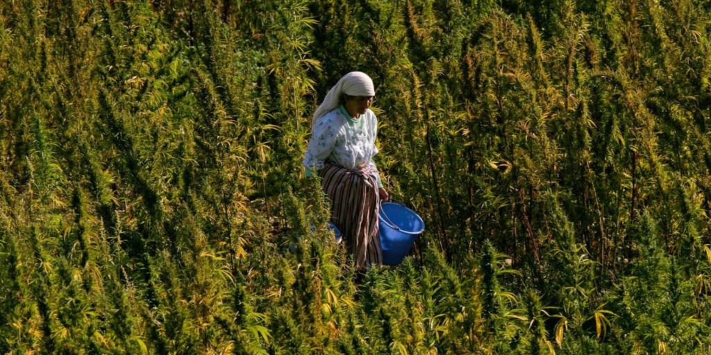 منتجات القنب الهندي المغربية تقتحم أسواق إفريقية