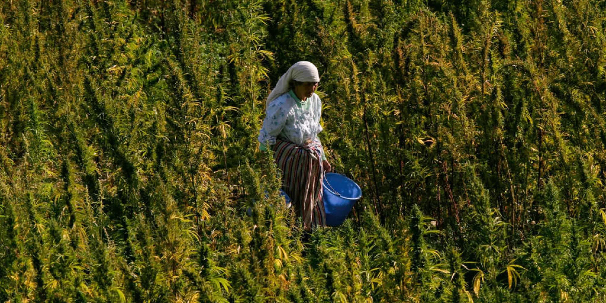 منتجات القنب الهندي المغربية تقتحم أسواق إفريقية