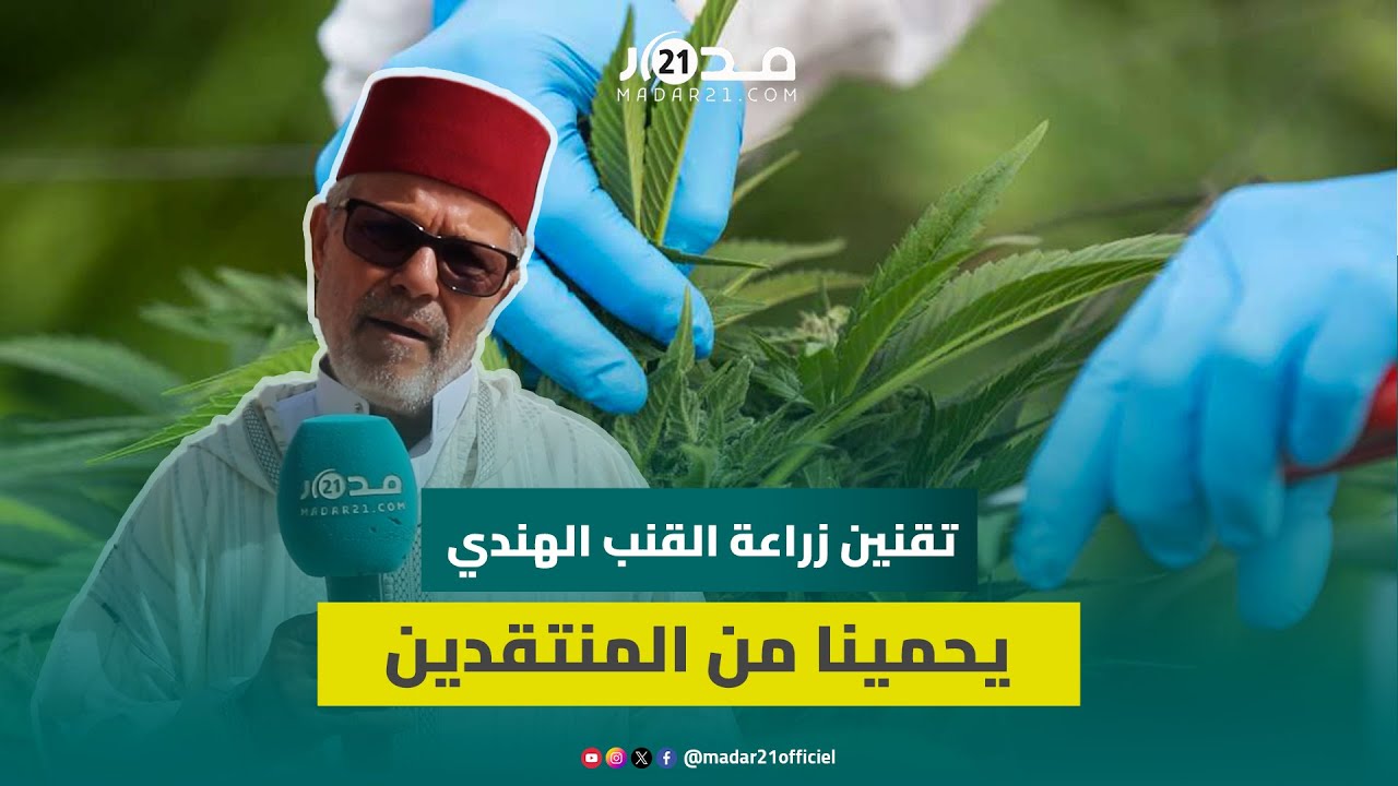 البرلماني سيمو يعلق على قرار الملك العفو على مزارعي القنب الهندي ويطالب باستفادة العرائش من التقنين
