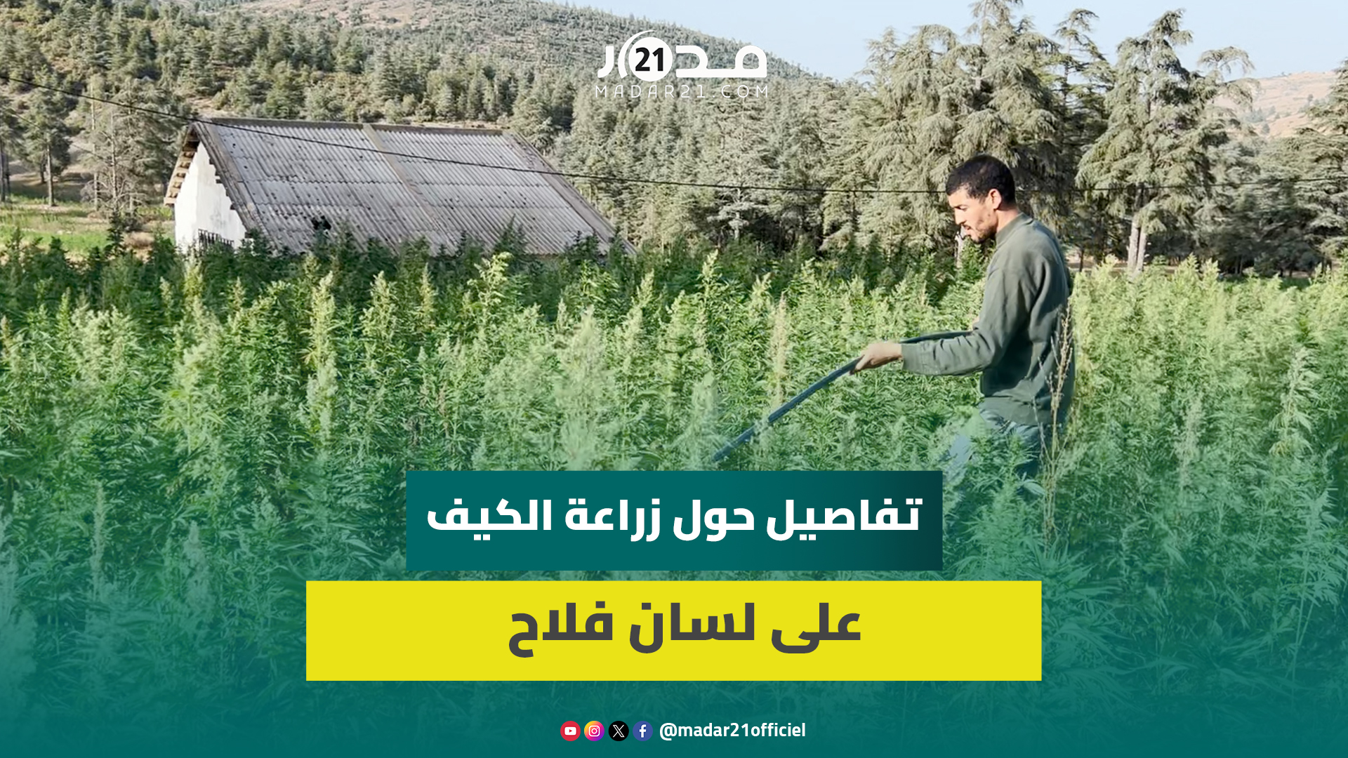 فلاح انخرط في مشروع تقنين الكيف: الآن أصبحنا نزرعه بطريقة مشروعة دون أن نكون مهددين بالمتابعة