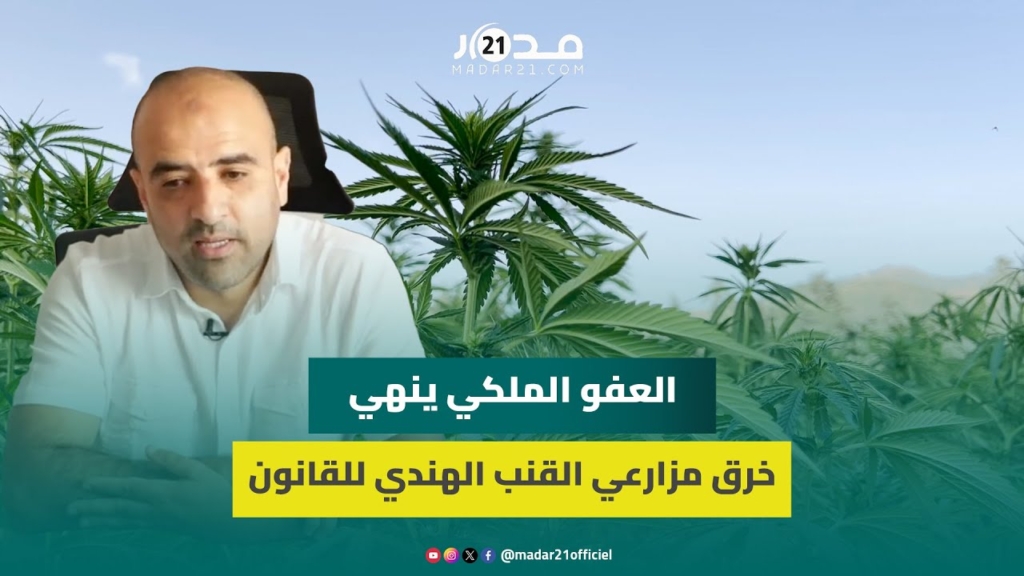 مسؤول يربط خطوة العفو الملكي عن مزارعي القنب الهندي بالقطع مع الأنشطة غير القانونية السابقة