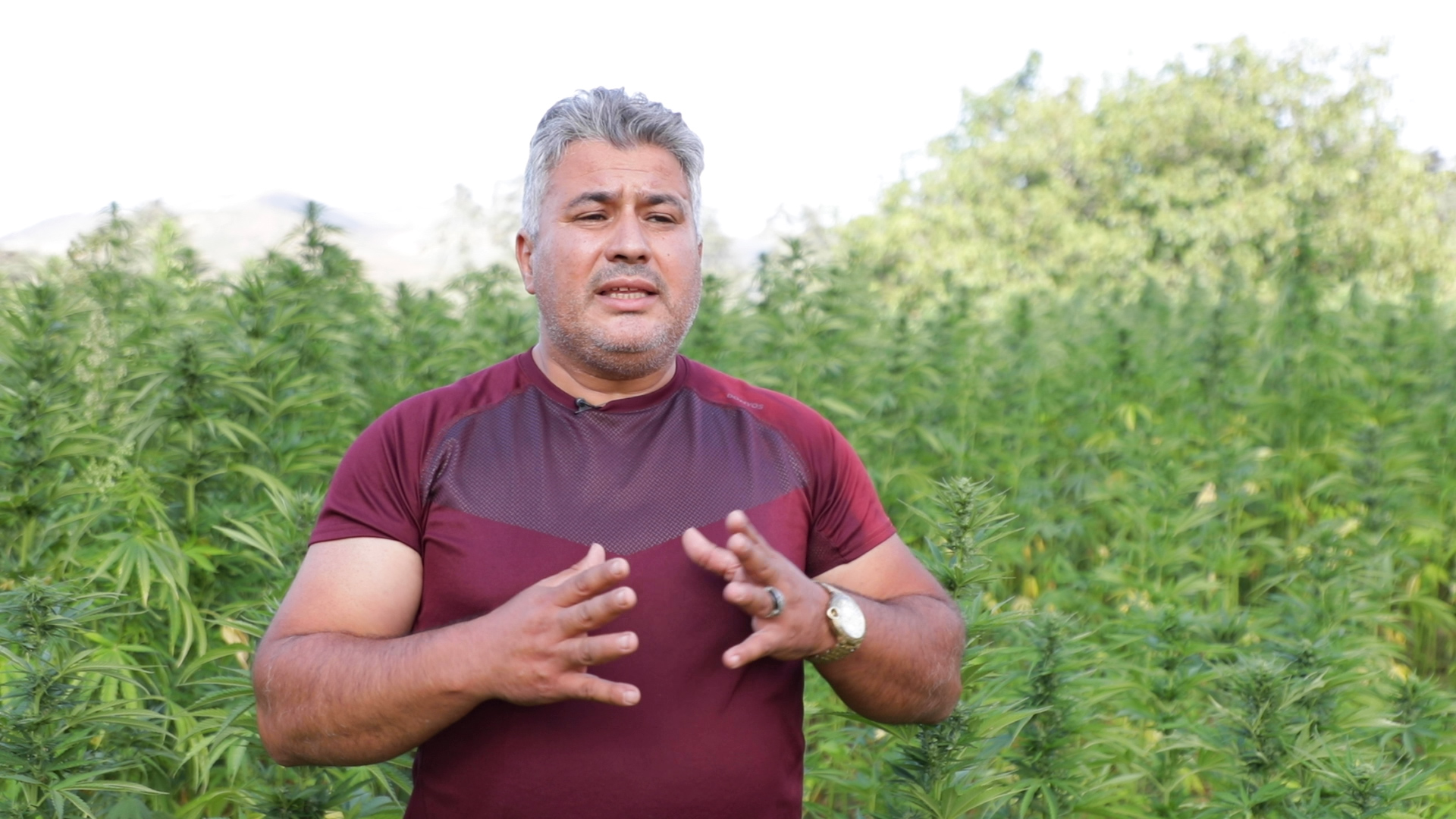 رئيس تعاونية: نشتغل لتغيير الصورة النمطية عن “كتامة” وحصرها بإنتاج “الحشيش”