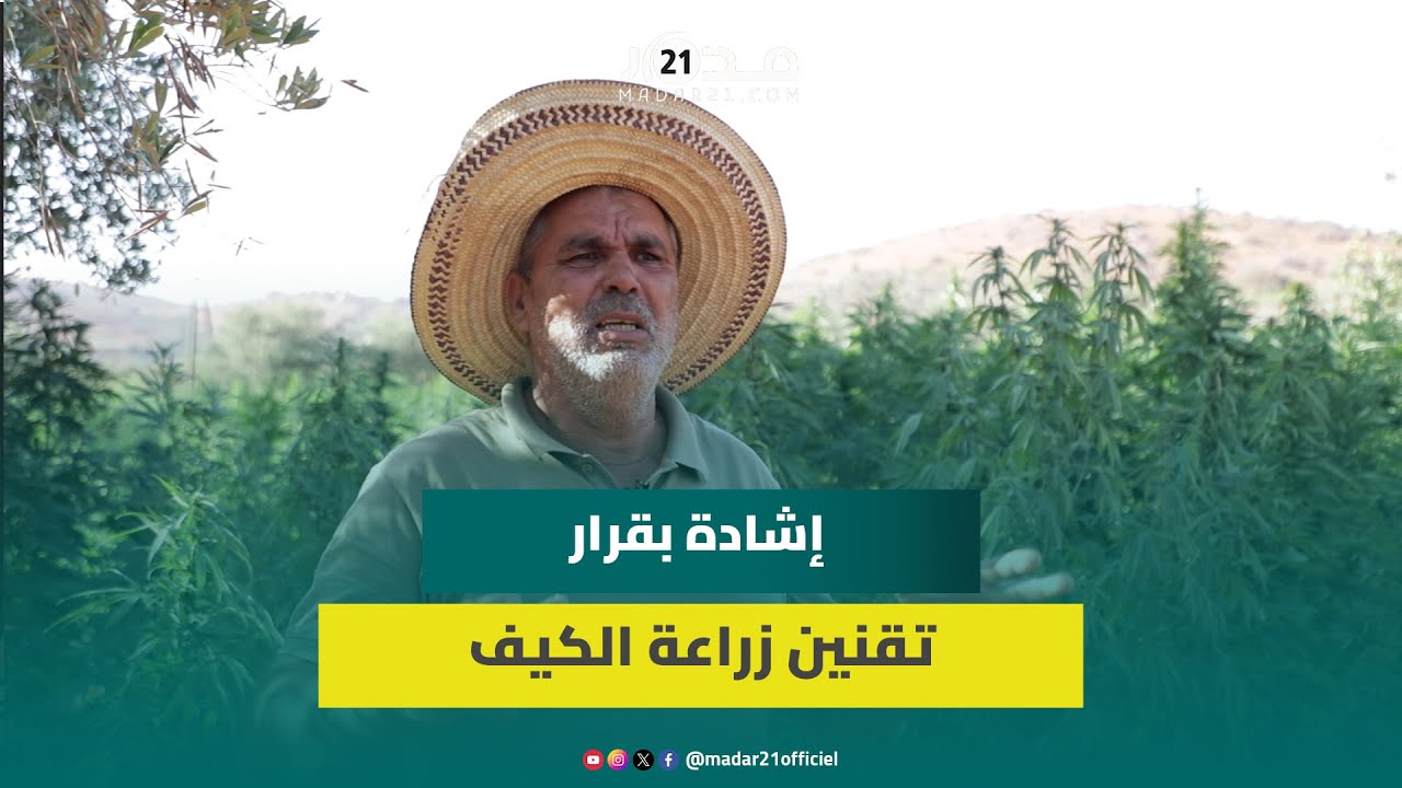 صاحب تعاونية لمنتوجات القنب الهندي يشيد بقرار التقنين: “أنهى تهديدات ووفر الحماية للمزاعين”