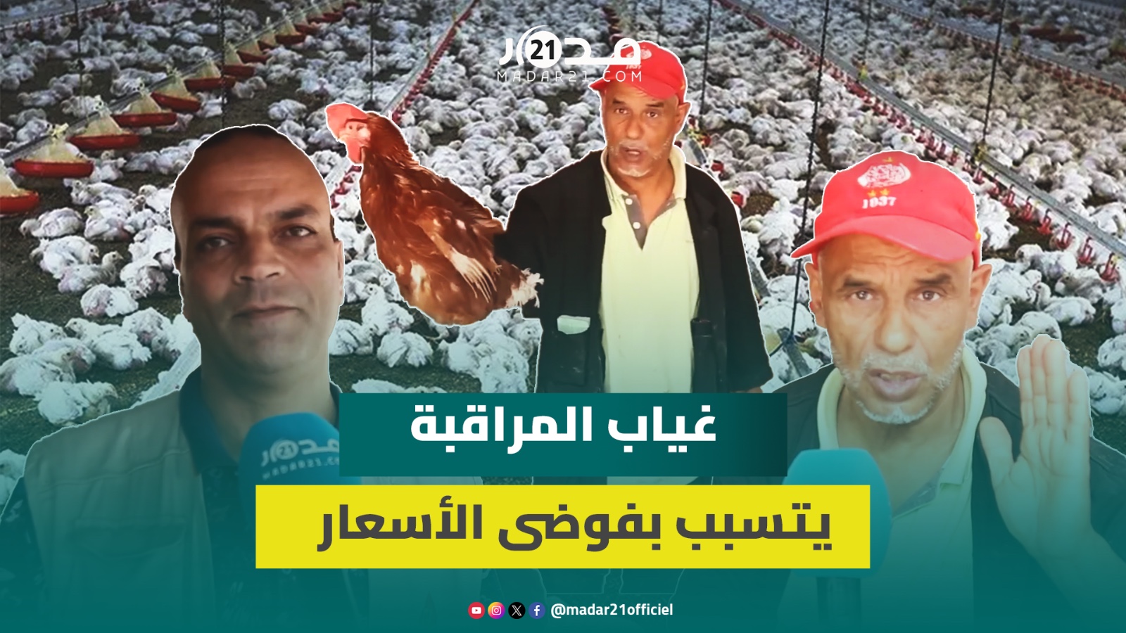 عودة أسعار الدواجن للارتفاع.. مهنيون يكشفون الأسباب الحقيقية ويطالبون المسؤولين بلجنة تفتيش