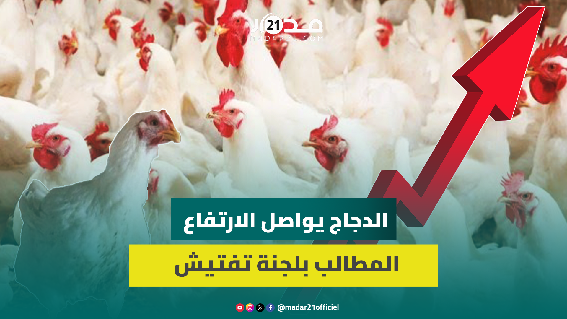 سعر الدجاج يواصل الارتفاع ومهنيون يطالبون بلجنة تفتيش لمعرفة أسباب الغلاء وتقديم حلول لقطاع الدواجن