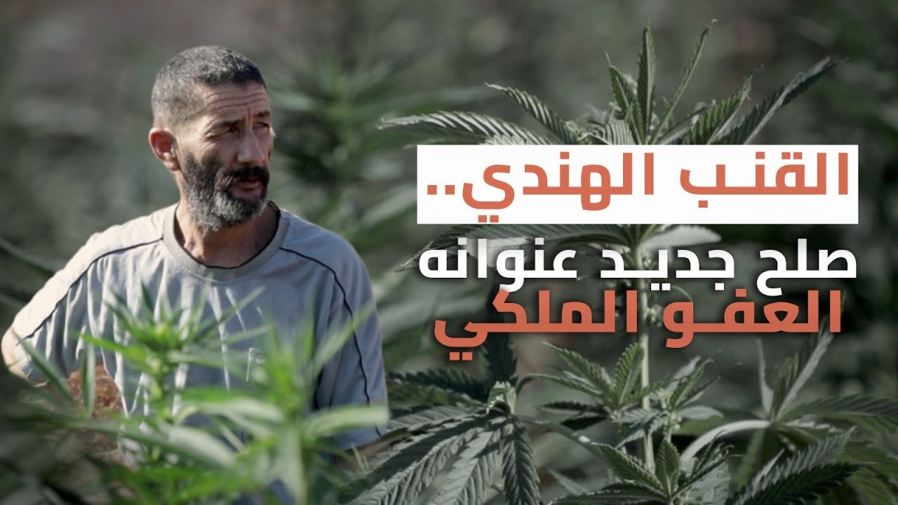 القنب الهندي.. صلح جديد عنوانه العفو الملكي
