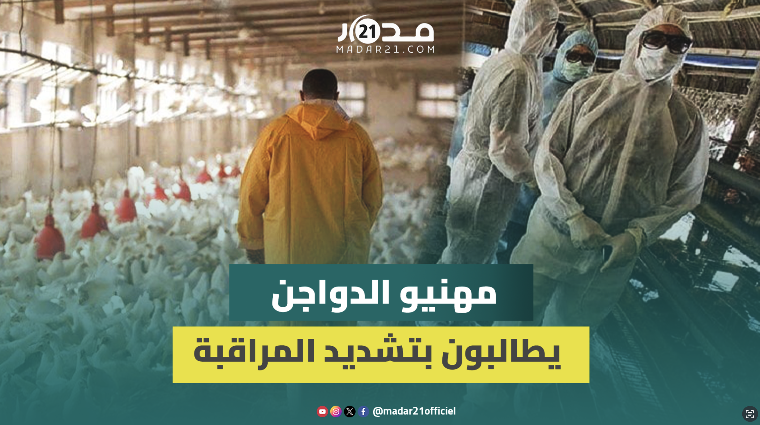 “الناس تقهرات بالغلاء”.. مهنيو الدواجن يطالبون بتشديد المراقبة والمحاسبة لتخفيض أسعار بيع الدجاج