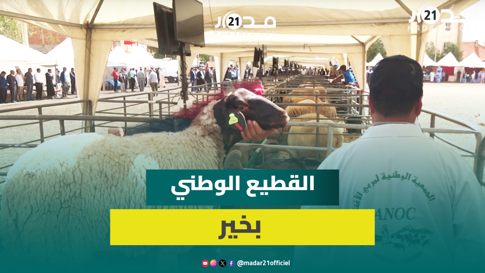 لا توجد بأي مكان بالعالم.. مربي أغنام يدعو لحماية سلالة تمحضيت والمجدوبي يدعو لتوسيع رقع الدعم