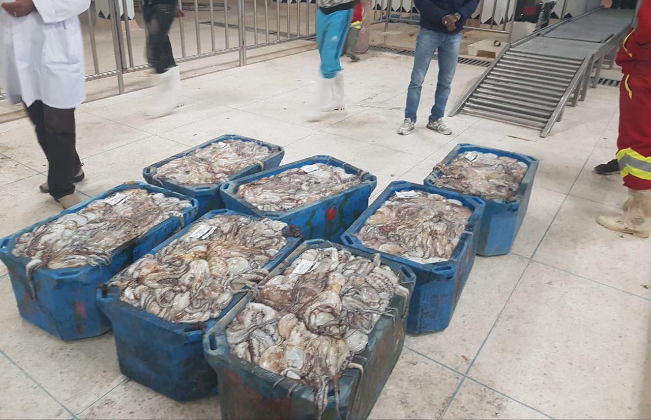 مفرغات صيد الأخطبوط تتجاوز 300 مليون بجهة العيون