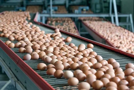 إنتاج البيض يتراجع بـ3 ملايين بيضة يوميا ومهني: “أسعاره تخضع للعرض والطلب”