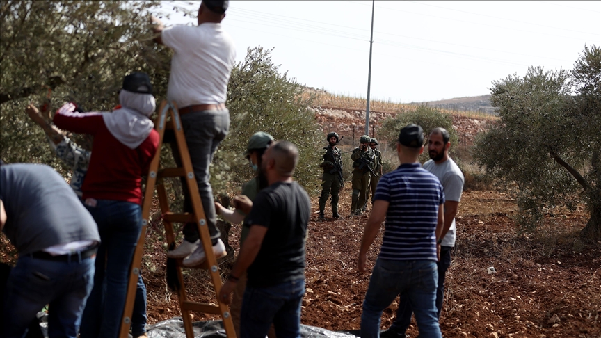 بـ”الفزعة”.. الفلسطيني عودة يتحدى المستوطنين ويقطف زيتون الضفة