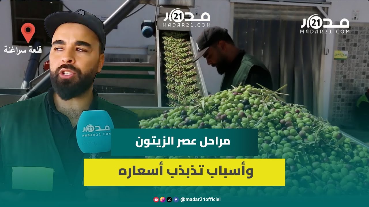 مراحل عصر الزيتون وأسعاره وتأثره بسنوات الجفاف.. صاحب معصرة بالقلعة يكشف التفاصيل