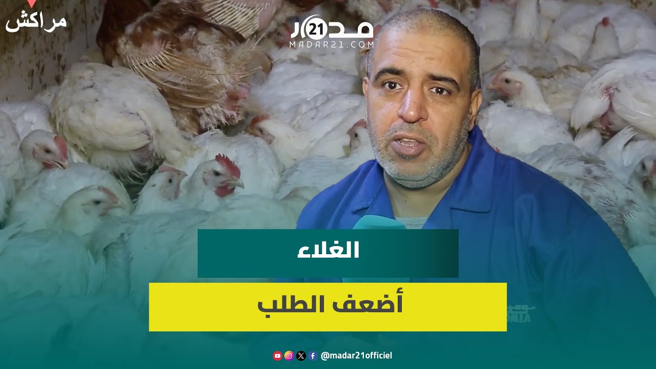 ارتفع بـ4 درهم في يوم واحد.. مهني يفكك أسباب غلاء لحم الدجاج وينتقد واقع الاحتكار في السوق