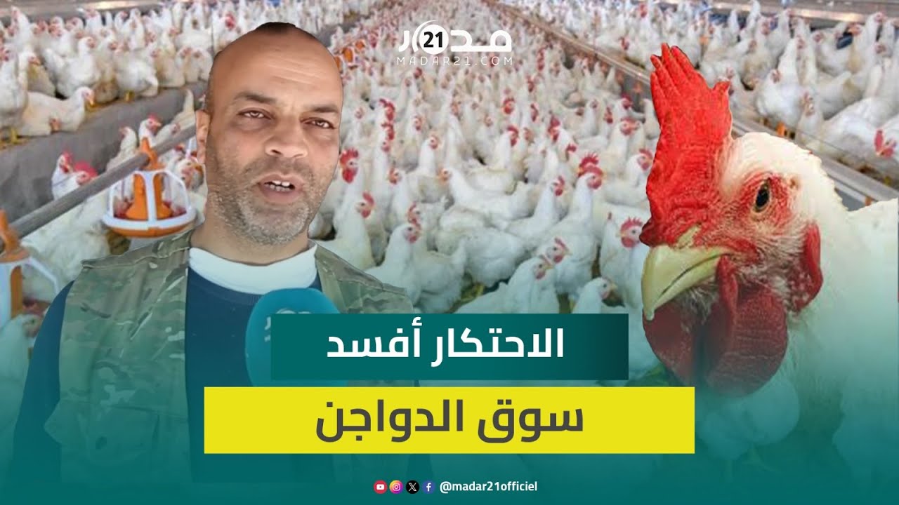 مهنيون: تجار الكتكوت أفسدوا سوق الدواجن والمسؤولون عن القطاع مطالبون بإنهاء الاحتكار