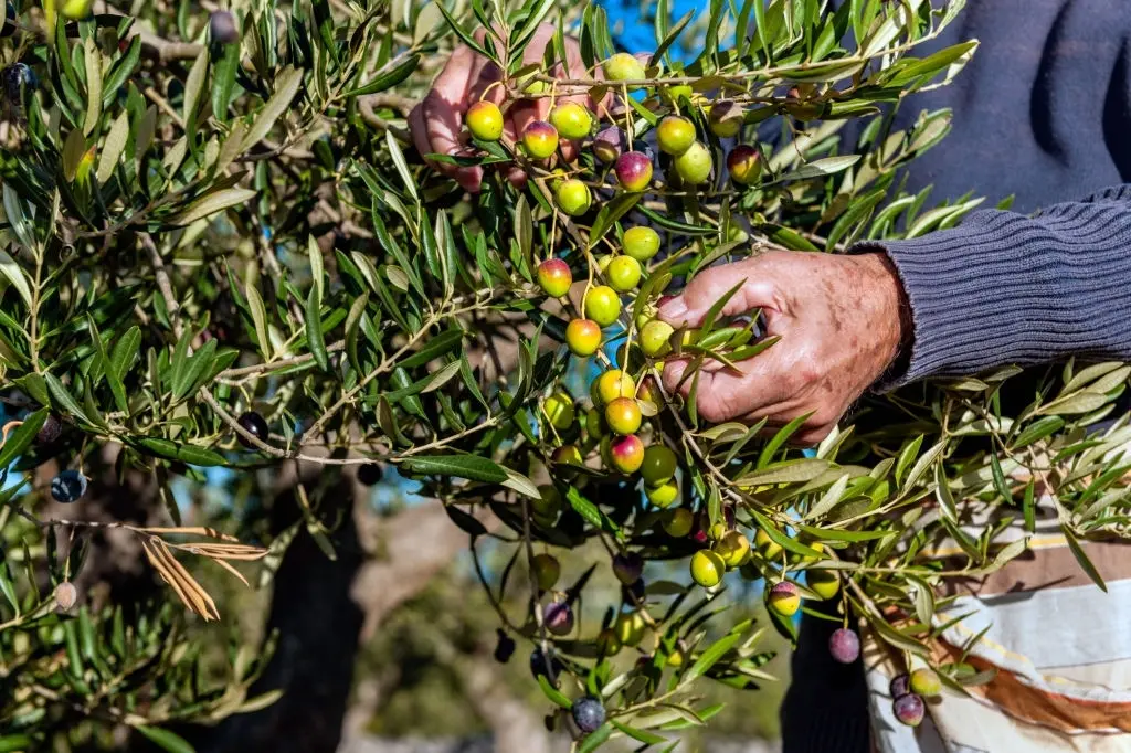 وزير الفلاحة يقر بتراجع إنتاج الزيتون في المغرب بـ45 في المئة