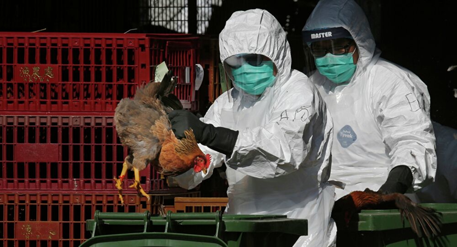 قلق علمي بسبب تحور فيروس إنفلونزا الطيور