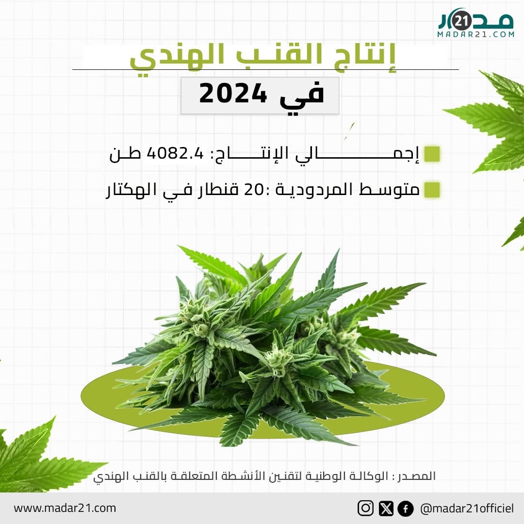إنتاج القنب الهندي في 2024