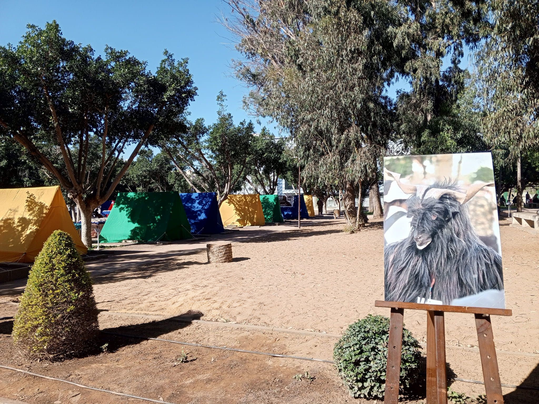 أكادير تبدأ الاحتفالات برأسة السنة الأمازيغية