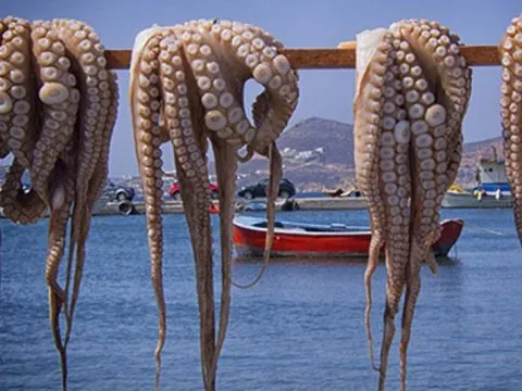 استئناف صيد الأخطبوط شمال سيدي الغازي