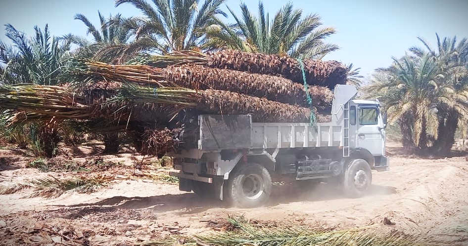 “تهجير” نخيل الجنوب الشرقي ومحاولات “إعدام” الواحات يغضب بيئيين