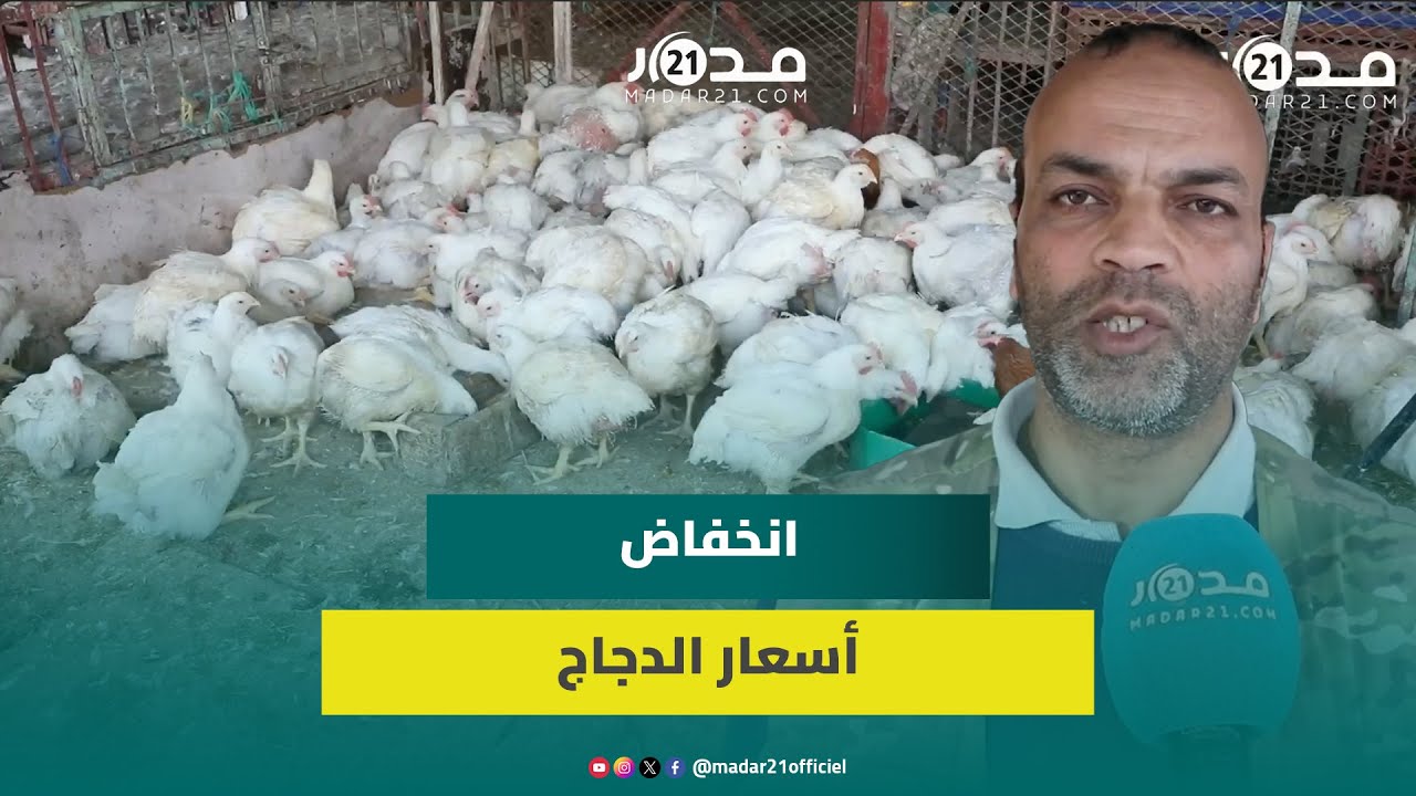 أسعار الدجاج تسجل انخفاضا نسبيا وتاجر يوضح: الأثمان استقرت في 20 درهما ولكنها فوق متناول المواطن