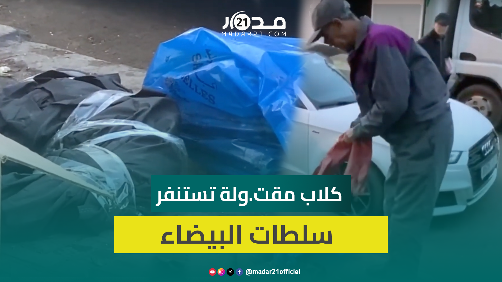 العثور على كلاب مقت.ولة بجانب حاوية للأزبال بحي بوركون بالدار البيضاء يستنفر السلطات البيضاوية
