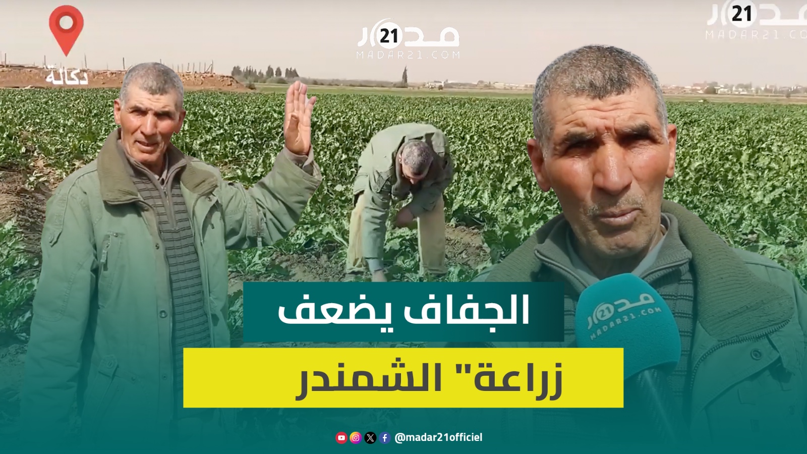 فلاحو الشمندر بحقول دكالة يشكون تأثير الجفاف وارتفاع كلفة “البوطا” يستعجل تخصيص دعم للفلاحين