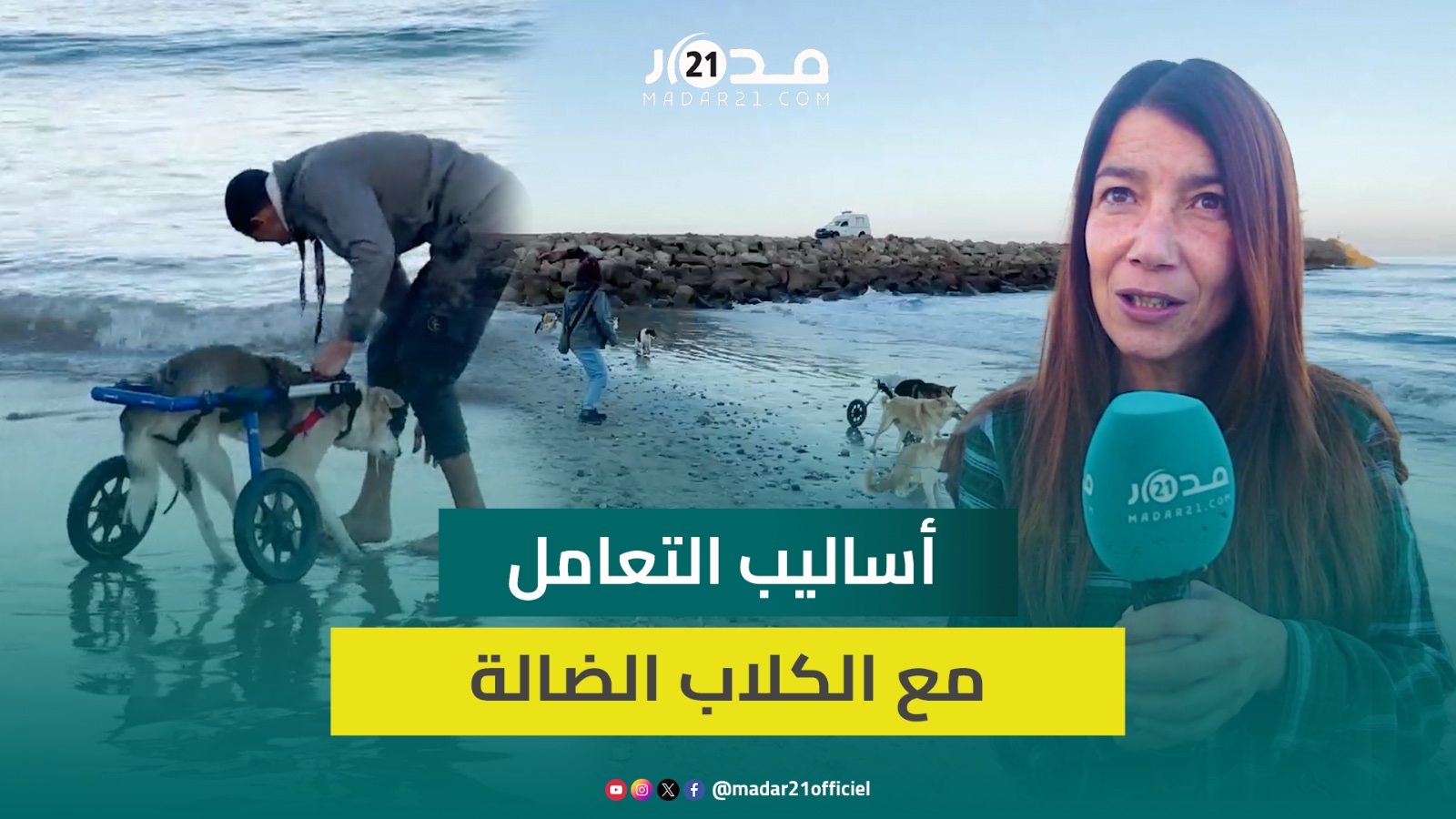 رئيسة جمعية للرفق بالحيونات تكشف أساليب التعامل مع الكلاب الضالة لتفادي حوادث الهجوم