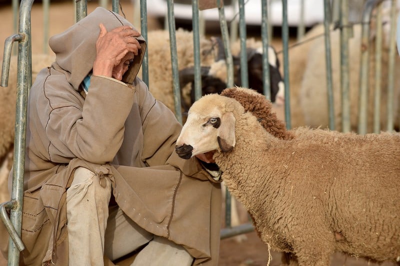 أسعار الأضاحي بين رحمة سنوات “عِجاف” و”جشع” الوسطاء