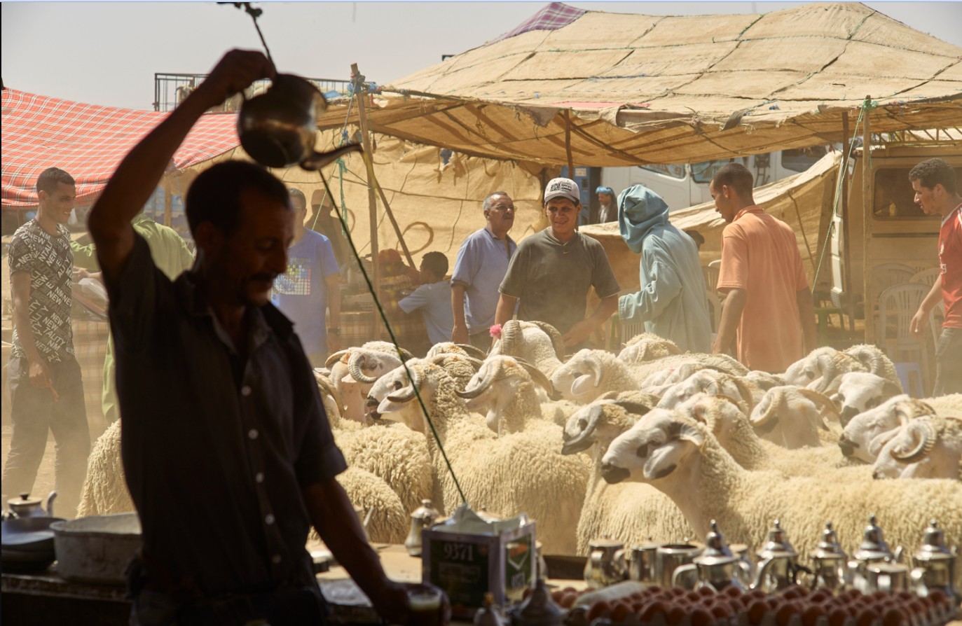 عراش: عدم إقامة شعيرة الذبح سينعش القطيع والدولة ستواكب مربي الماشية