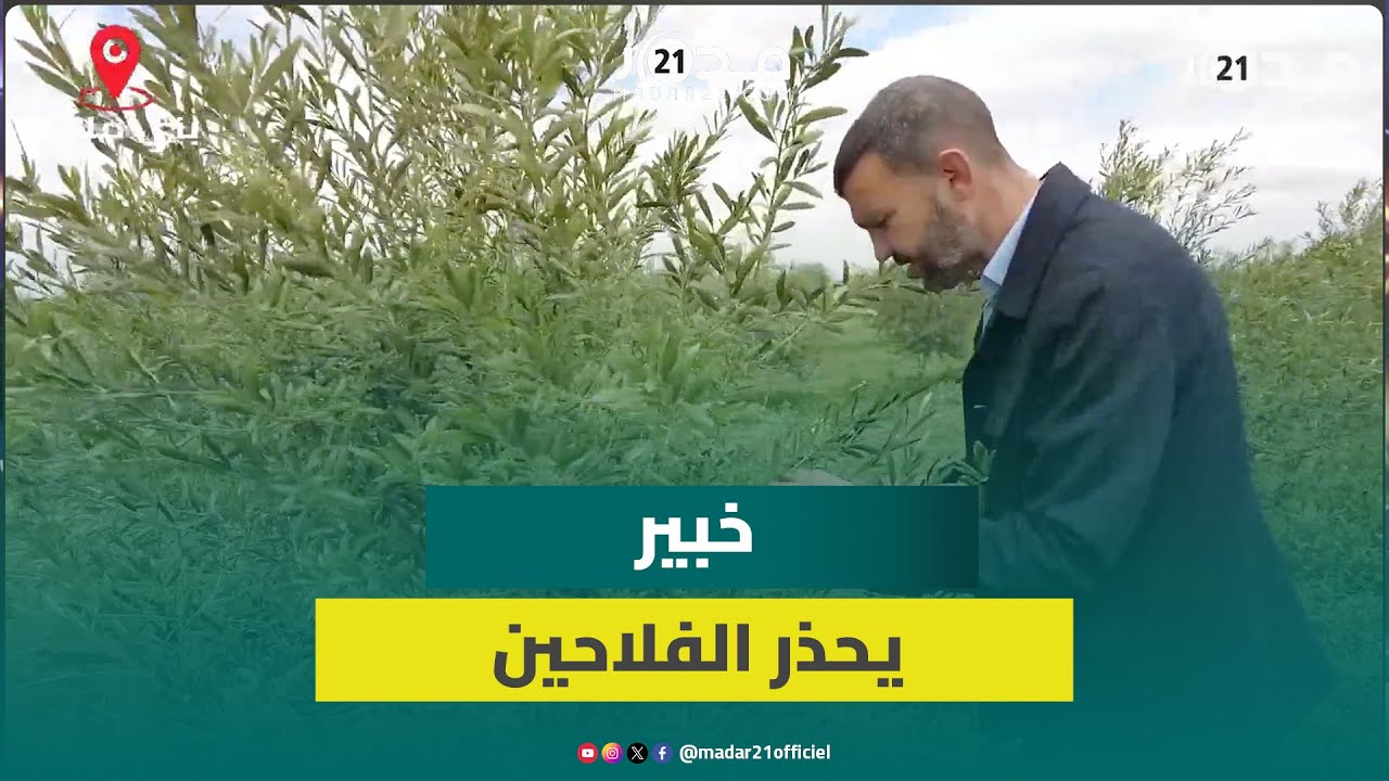 فطريات تصيب أشجار الزيتون.. خبير يحذر ويدعو لمداواتها للحصول على منتوج جيد