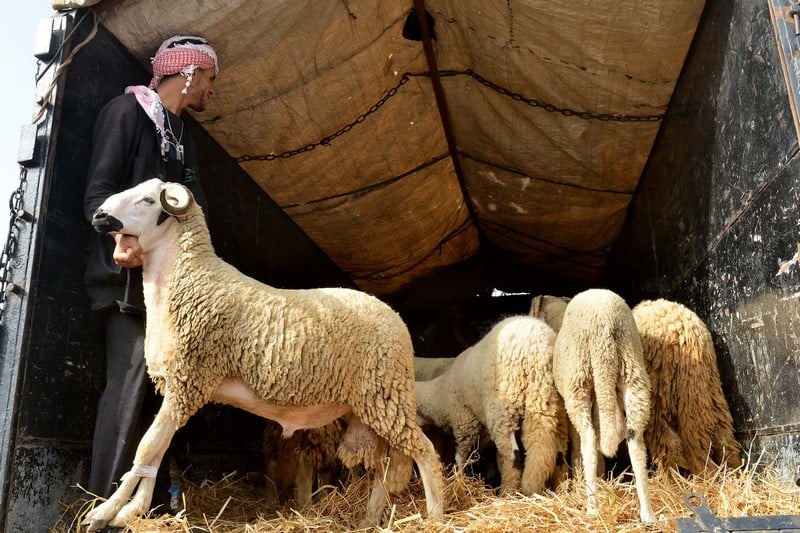 نزوح “الكسّابة” من البوادي يفاقم أزمة القطيع الوطني
