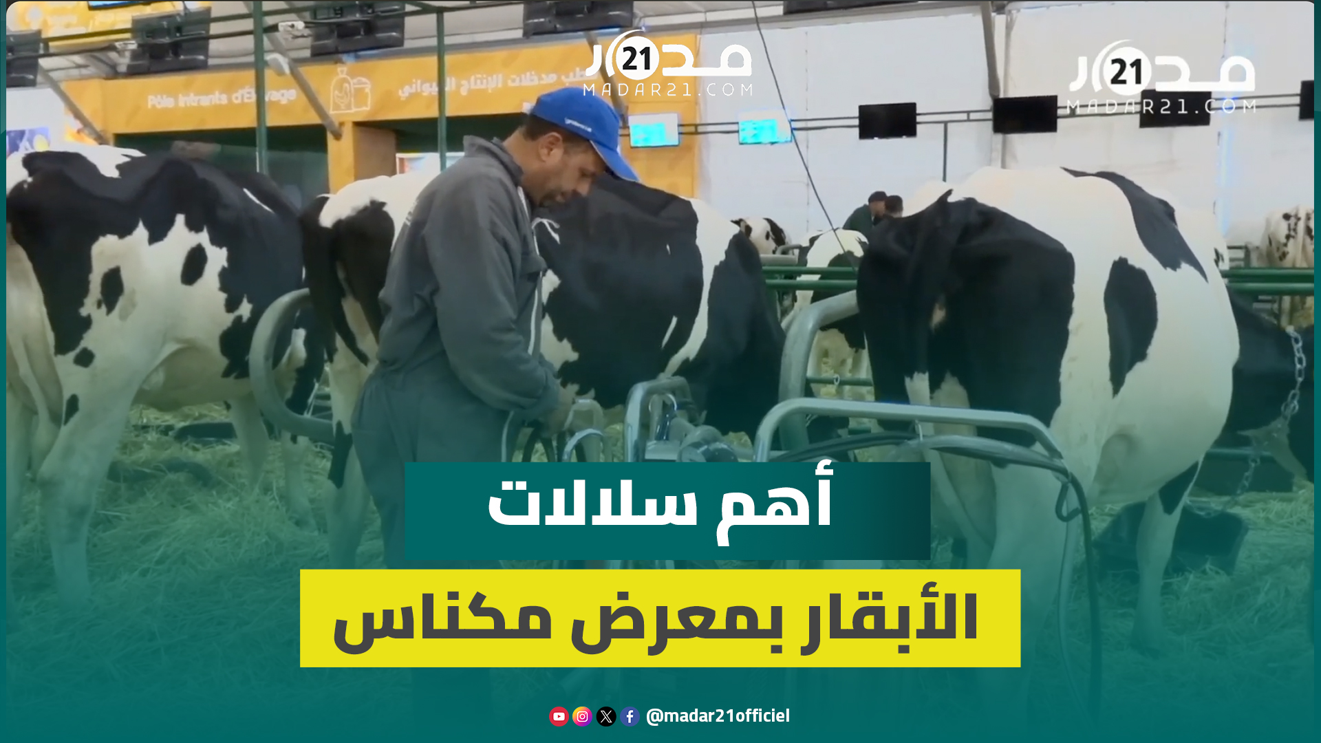 معرض الفلاحة..مهني تربية الأبقاريكشف أهم السلالات وأكثرها إنتاجية للحليب وأهمية جودة الماء واللقاحات