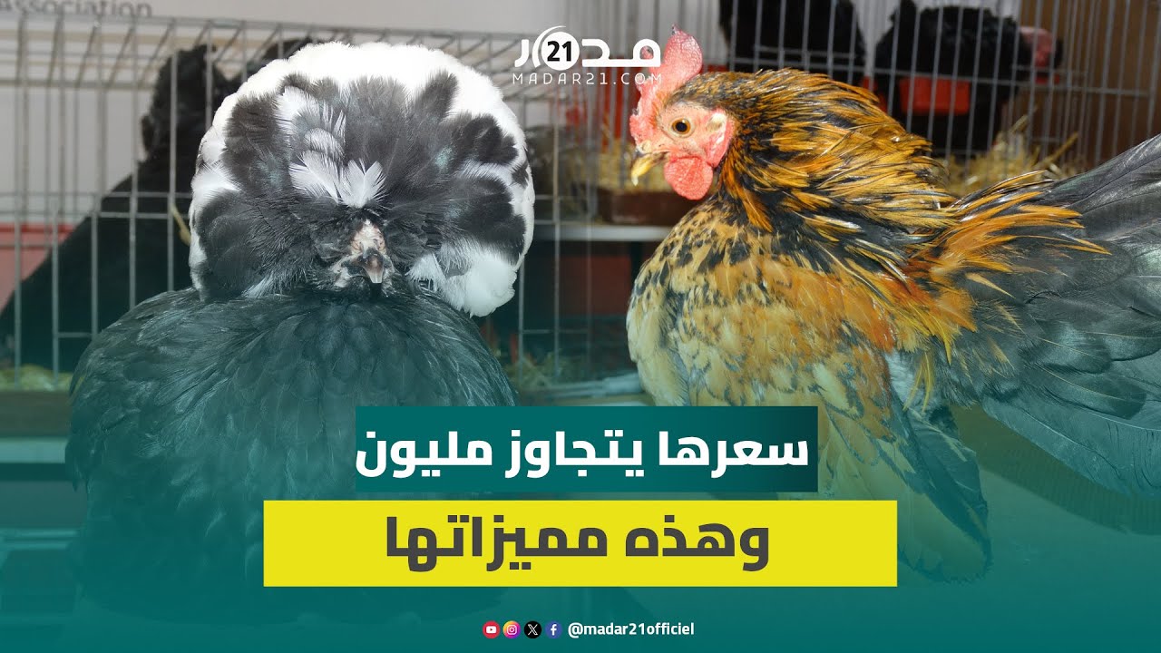 يتجاوز سعرها مليون سنتيم.. دواجن “غريبة ونادرة” تثير فضول زوار السيام بمكناس