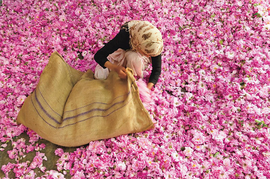 توقع إنتاج 4800 طن من الورد العطري