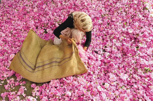 توقع إنتاج 4800 طن من الورد العطري
