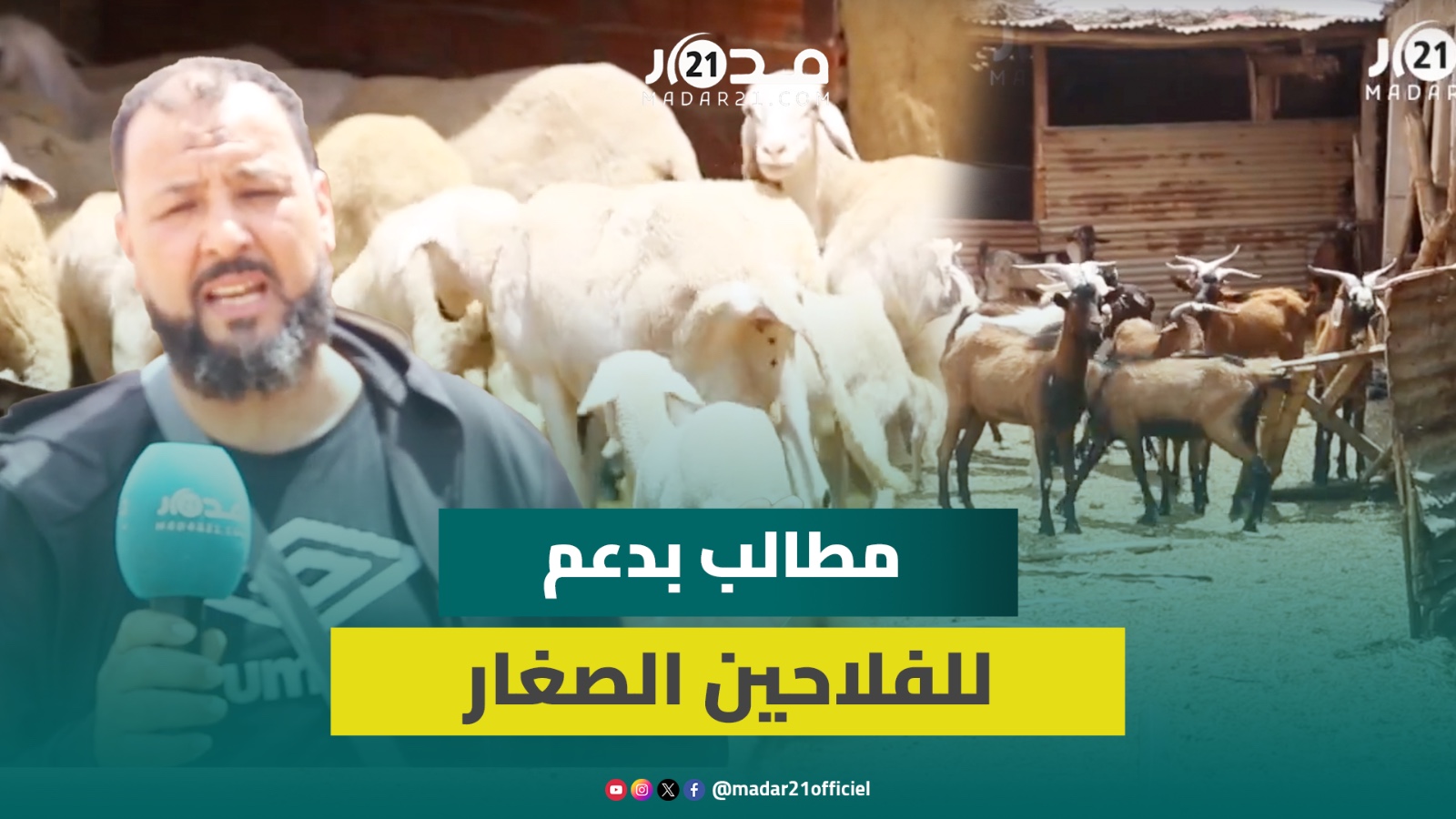 مضرورين وننتظر الدعم.. كساب بتاوريرت يبرز معاناته بسبب غلاء العلف وإلغاء الذ.بج