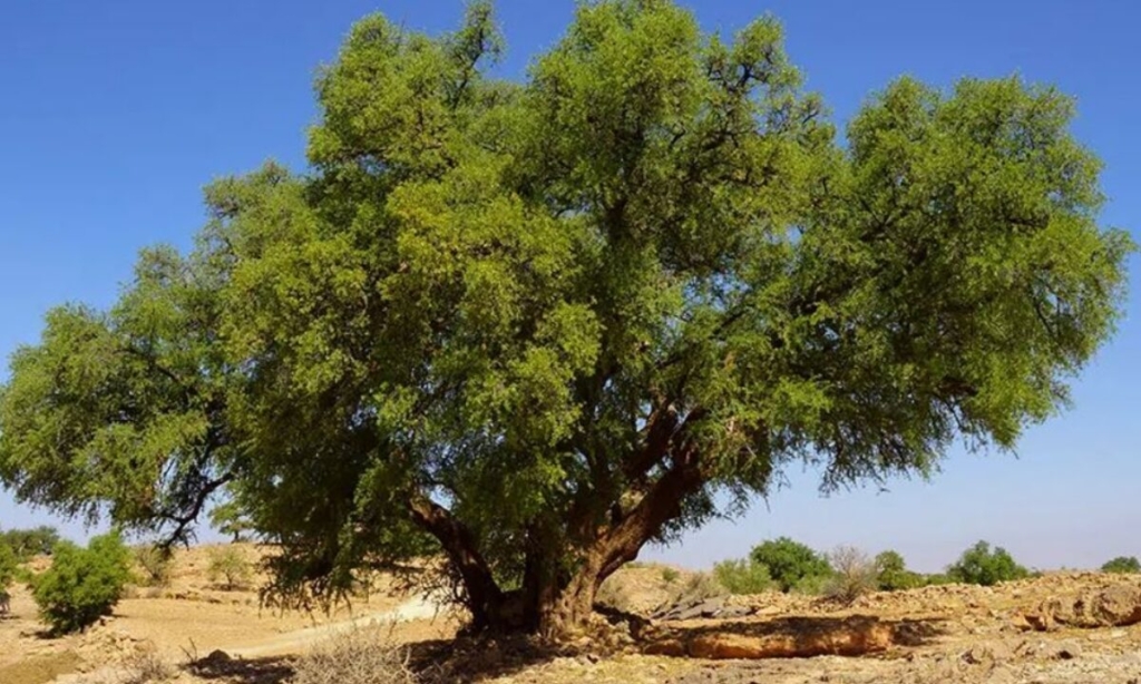 لقاء بتارودانت حول الأركان والتنوع البيولوجي