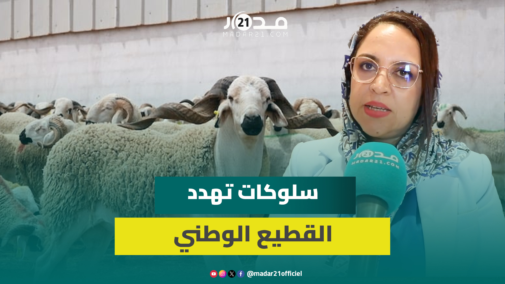 برلمانية تستغرب الإقبال الكبير على شراء اللحوم و”الدوارة” وبيع “الفاخر” رغم إلغاء الأضاحي