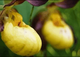 رصد زهرة أوركيد نادرة في بريطانيا