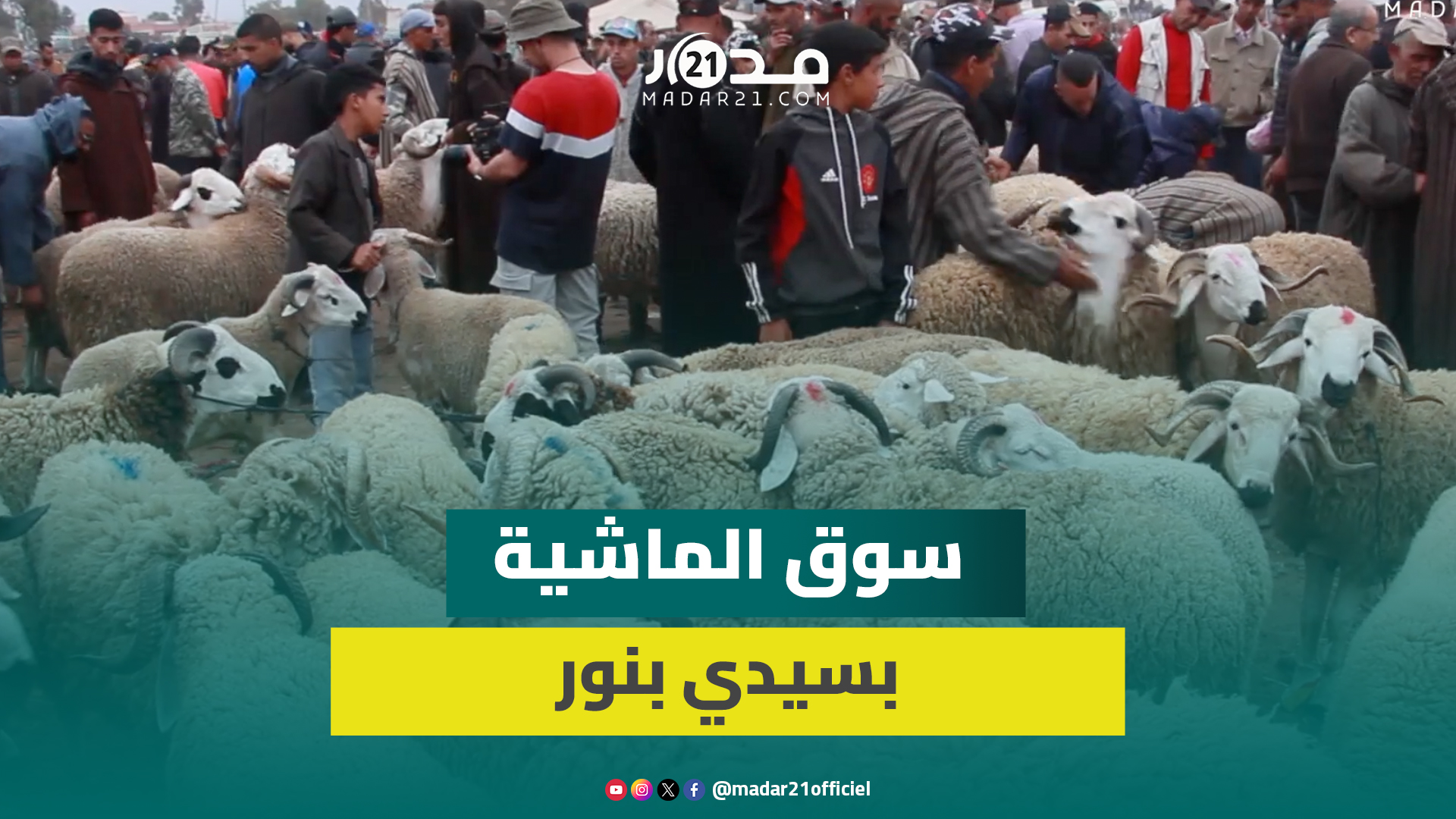 أجواء سوق الماشية بسيدي بنور قبيل عيد الأضحى وكسابة: الأغنام موجودة ونبيع للجزارة فقط