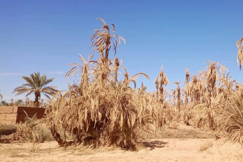 بسبب الجفاف.. الحكومة تشدد رخص الآبار والاستثمار الفلاحي بورزازات